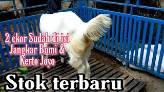 Samudra Ettawa❗Harga Spesial , Stok Terbaru Ada 2 ekor dara sudah di isi Jangkar Bumi \u0026 Kerto Joyo