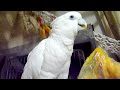 ソロモンオウムたろちゃん　カボチャを待ってる間のひとり言 ㉛ talking cockatoo