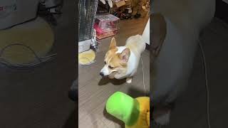 家裡的妹妹(柯基Corgi)喜歡斜眼偷喵人OvO  Corgi who likes to give people side glances #柯基 #动物  #宠物 #萌宠 #狗 #汪星人  #柯基