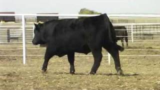 Jacs Ranch Vin-Mar O'Reilly Factor 9563_F8_Md.flv