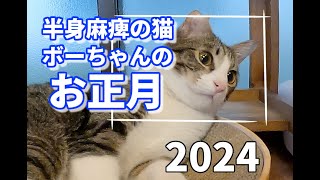 半身麻痺の猫、ボーちゃんのお正月