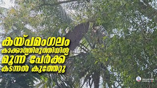 കയ്പമംഗലം കാക്കാത്തിരുത്തിയിൽ  മൂന്ന് പേർക്ക് കടന്നൽ കുത്തേറ്റു