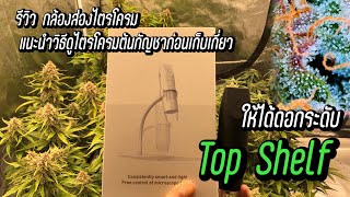 รีวิวกล้องส่องไตรโครม แนะนำวิธีดูไตรโครมต้นกัญชาก่อนเก็บเกี่ยว #vgrow