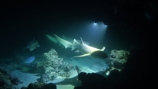 Amazing Maldives shark diving with Nautilus two liveaboards