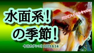 【今日のナンコ！2023.6.14】水面系！の季節！【琵琶湖バス釣り】