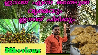 നൂറ്റാണ്ടുകളോളം അയുസ്സുള്ള ഈന്ത് / ഈന്ത് വിഭവങ്ങൾ / ഈന്ത് പിടി / ഈന്ത് കായ/ഈന്ത്