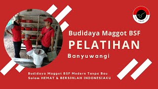 Pelatihan Budidaya Maggot BSF - Banyuwangi Jawa Timur