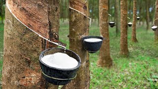 How to Harvest Rubber Directly From Trees - Rubber Harvesting Process