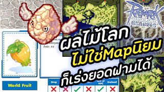 ฟามผลไม้โลก World Fruit ไม่ใช่ Map ยอดนิยม ก็เร่งยอดฟามได้ Ragnarok Classic