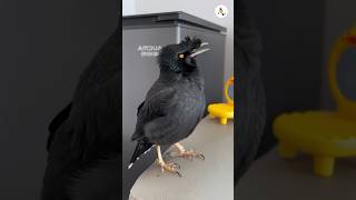 মিঠু জুম্মা মোবারক গজল বলতে পারে। #birds #funnyanimls