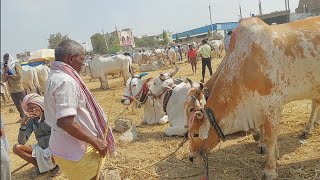 పెబ్బేరు సంతలో అన్నదమ్ములవలె ఉన్న ఎర్రబట్ట సేద్యపు పెద్దలు | errabatta eddulu | Oxen ‎@purnafarms 