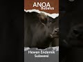 hewan anoa simbol kekuatan dan keindahan di sulawesi. anoa sultrasuatv