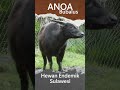 hewan anoa simbol kekuatan dan keindahan di sulawesi. anoa sultrasuatv