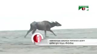 বঙ্গোপসাগরের গভীরের চরগুলোতে লবণাক্ততার প্রকোপ বাড়ায় জীববৈচিত্র্য হুমকির মুখে