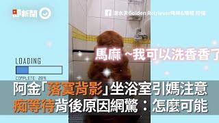 黃金獵犬頭饋浴缸痴等媽媽幫洗澡 雙手乖乖扶好表情超乖萌｜寵物｜狗狗｜阿金｜Golden Retriever