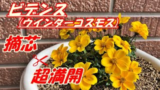 【花】ビデンス(ウインターコスモス)の育て方・摘芯