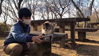 #玉野御嶽神社 #神社#猫#可愛い猫#kucinglucu#funnycats