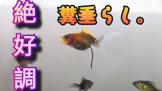 【金魚】　素人産弥富キャリコ琉金　