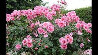 வீட்டுத்தோட்டம் ரோஜா செடி வளர்ப்பு Home garden roses