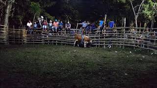 Jaripeo ranchero celebrado en el Palmar Ixcatepec, Ver