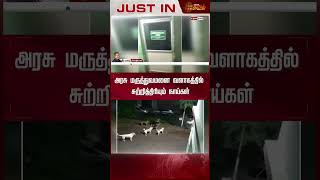 அரசு மருத்துவமனை வளாகத்தில் சுற்றித்திரியும் நாய்கள் | Newstamil24x7 | Ooty | Nilgiris |Street Dogs