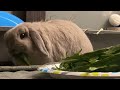 bunny eating timelapse ♡