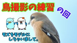 鳥の写真を撮る練習　モデルはモズです。