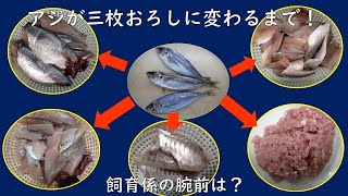 ペンギンたちのお食事の準備！アジを三枚におろします⁈