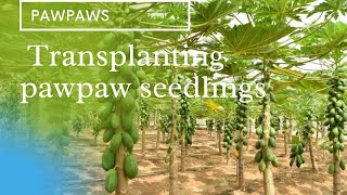 Transplanting pawpaw seedlings :Important things to consider