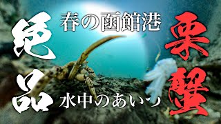 【クリガニの捕食シーン有】ファミリー向け栗蟹釣り2021春【釣り場空撮有】