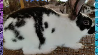 English Spot Rabbit in Tamil Nadu, Star Brothers Farms.