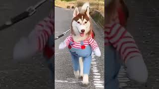 Kiiler Dog 😂😂 #SHORTS #short #dog #cute #relaxing