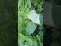 okra plants growing up nearly budding fruit garden tiny joy 131 relaxing garden plants nature