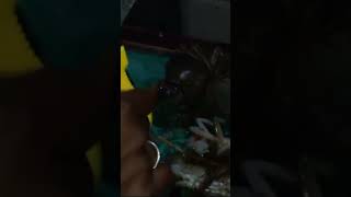 Enna imcha pandra da #funny #crab #shortsfeed #viralvideo #youtube #trending #cleaning #comedy