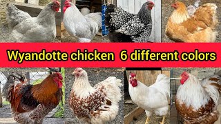 wyandotte chicken breed | wyandotte chicken colors | blue laced wyandotte | lavender wyandotte