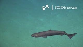 SOI Divestream S0493 | Diving to a Detachment Fault