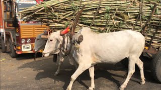 Unbelievable power of Khillari bullocks pulling Tons \u0026 Tons of Sugar cane