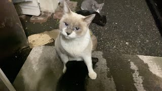 【野良猫】子猫に授乳する母猫【かわいい】