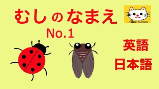 英語　子供向け★虫の名前No.1★日本語と英語★name of insect in English★English★Japanese