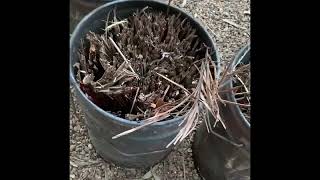 Palm Frond to Biochar