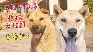 田园犬小丑静是妻管严，被阿爆收拾屁都不敢放，一顿乱捶好酸爽