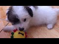 maltese x jack russel new fur baby bailey