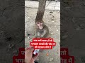 जब कर्म साफ हो तो भगवान लाखों की भीड़ में भी पहचान लेते हैं 🕉️🔱 trending ishwarbhakti love monkey