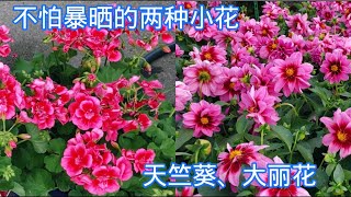 No Frills garden center,天竺葵、大丽花、薰衣草。【莎拉养花】