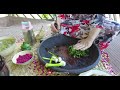 zeytoon parvardeh marinated olives in iran rural ｜ iran village life زیتون پرورده iran village cooki