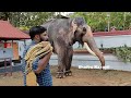 ബാസ്റ്റിൻ വിനയസുന്ദർ bastin vinayasundar elephant 🐘🐘🐘🐘🐘🐘