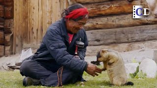 Would you like to have a marmot as pet? The Power of Nature EP.05 | China Documentary