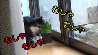 サラダ(猫草)が好きなキジ白猫