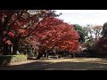 紅葉散歩　荻窪　大田黒公園　2024 12 12 a12