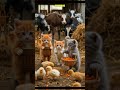 tiny farmers big dreams 😻🚜 adorable cats on the farm